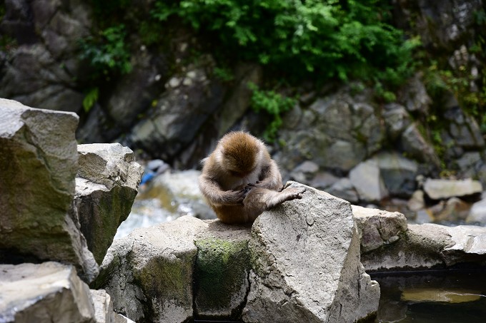 地獄谷野猿公苑