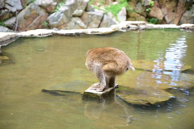 地獄谷野猿公苑