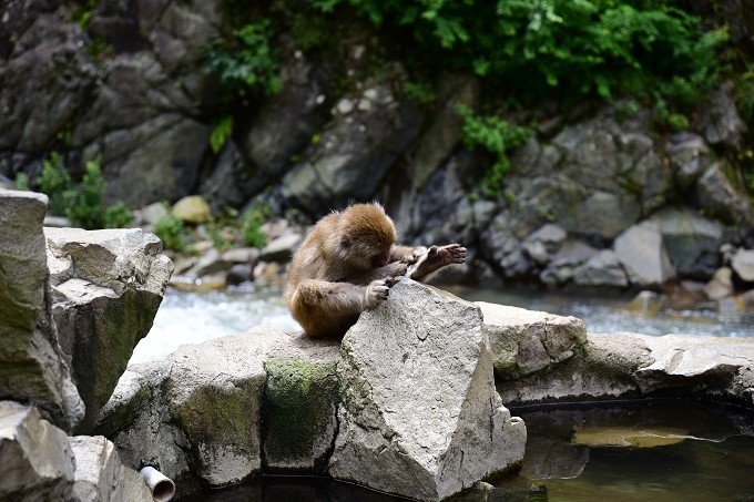 地獄谷野猿公苑