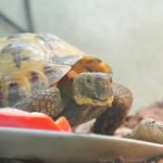 本日は赤パプリカです