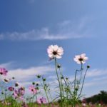 昭和記念公園(立川市)のコスモス・ニコンD750編