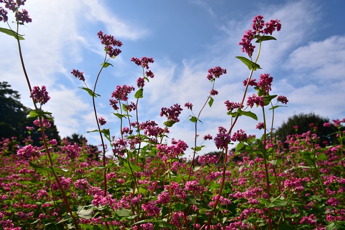 蕎麦の花