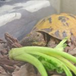 【本日のリクガメ】ちょっと寒くなってきたし餌を食べる量が減ってきています