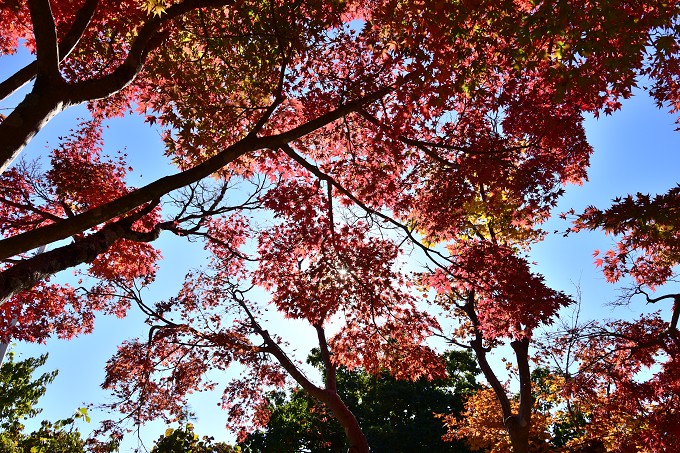 高尾山