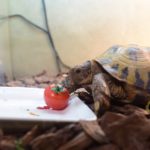 プチトマトとロシアリクガメ