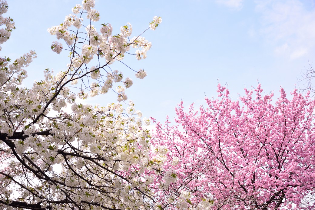 新宿御苑の桜