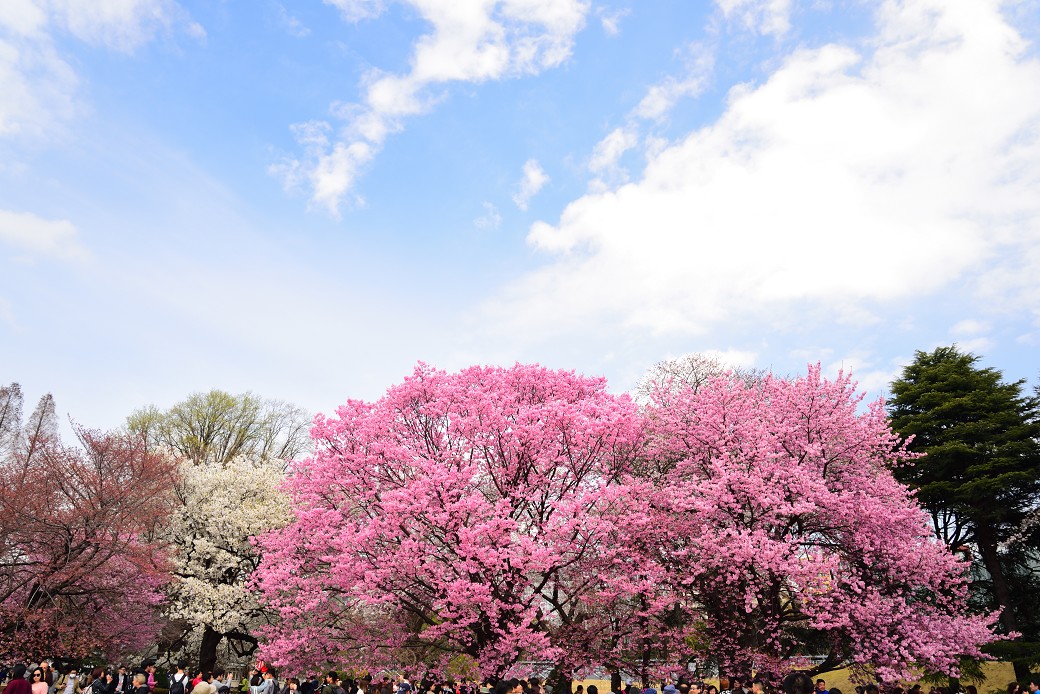 新宿御苑の桜