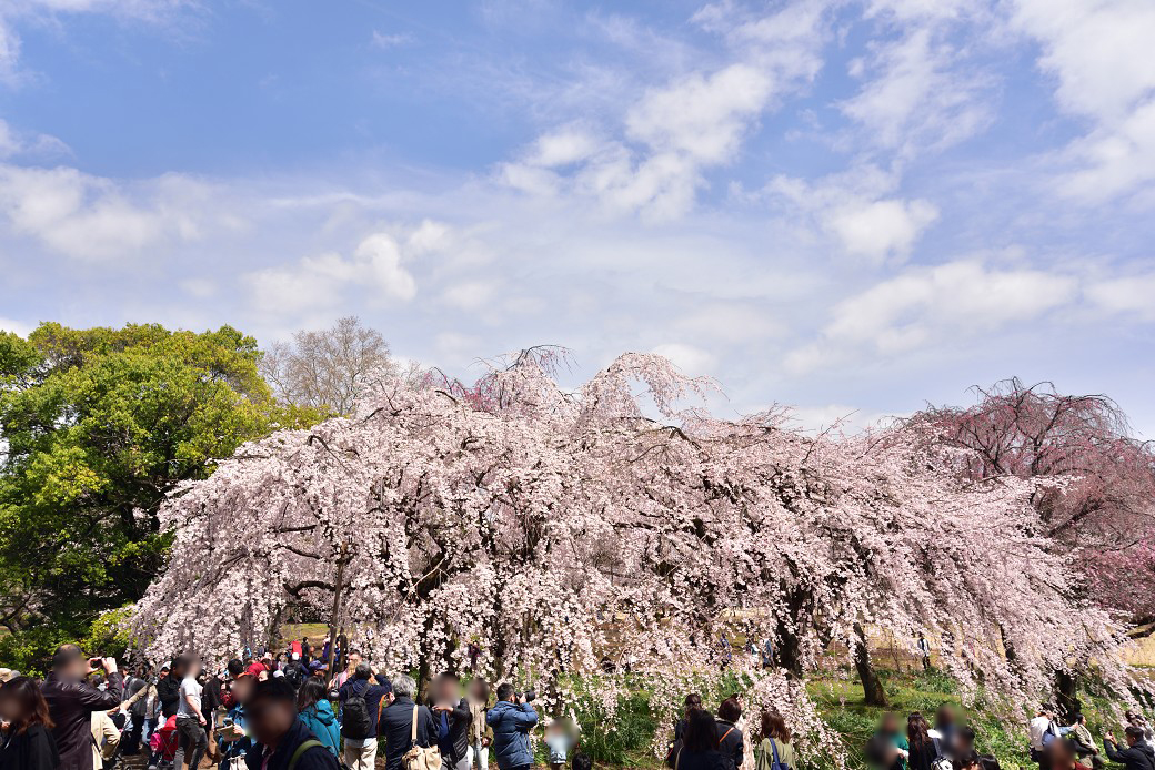 新宿御苑の桜