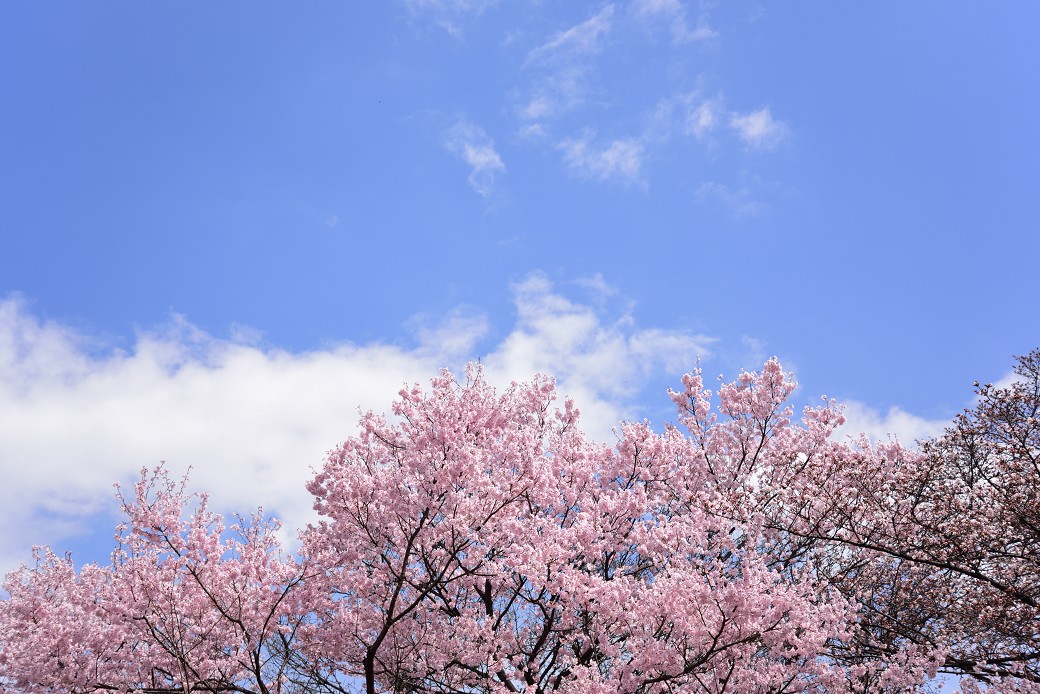 新宿御苑の桜