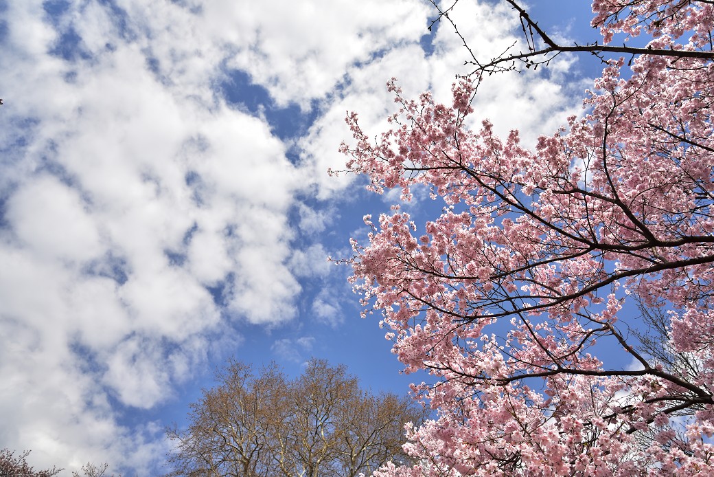 新宿御苑の桜