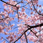 2018年の桜も新宿御苑で撮影して来ました!