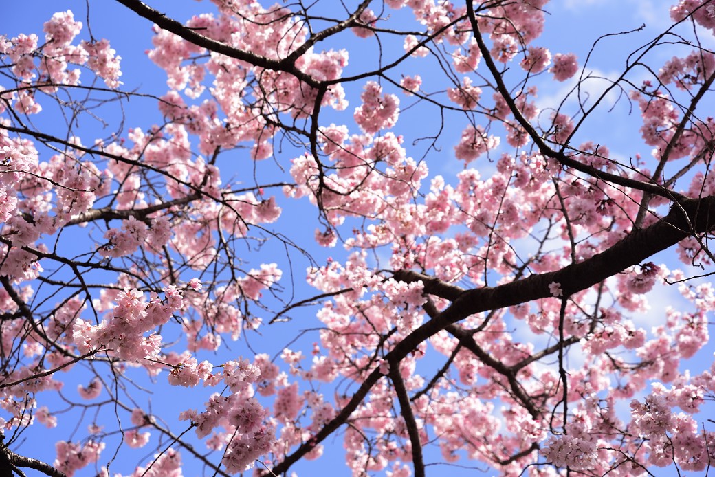 新宿御苑の桜