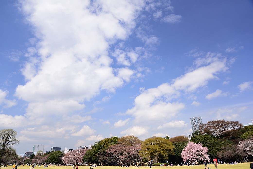 新宿御苑の桜