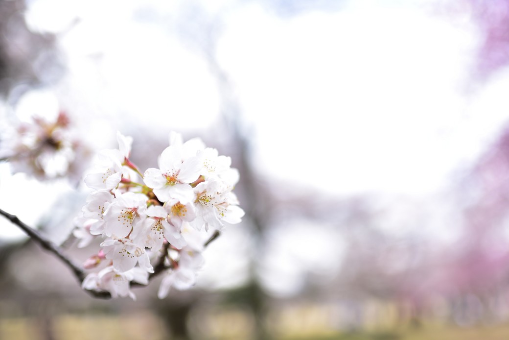 新宿御苑の桜