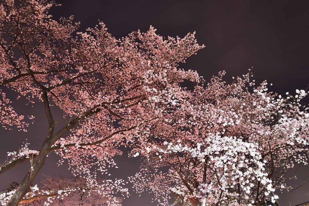 夜桜