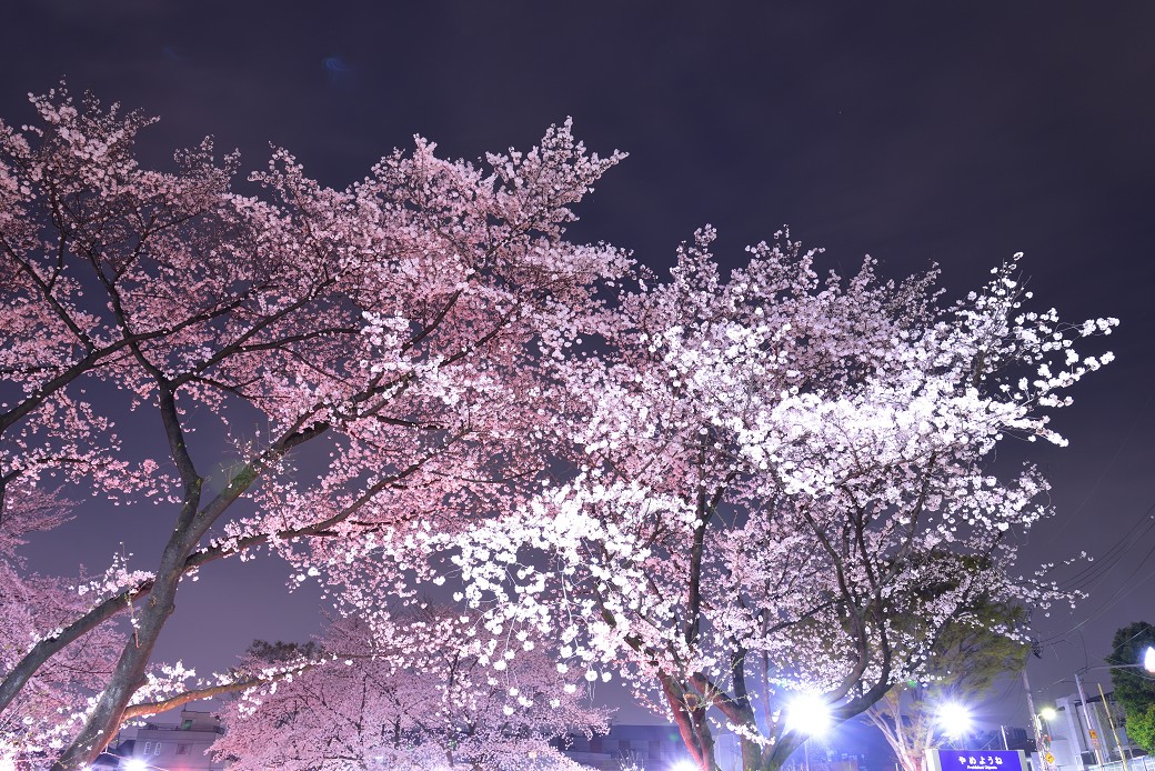 夜桜