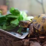 茎が大好きなリクガメ