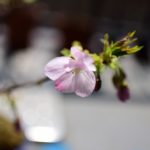 さくら咲いたよ