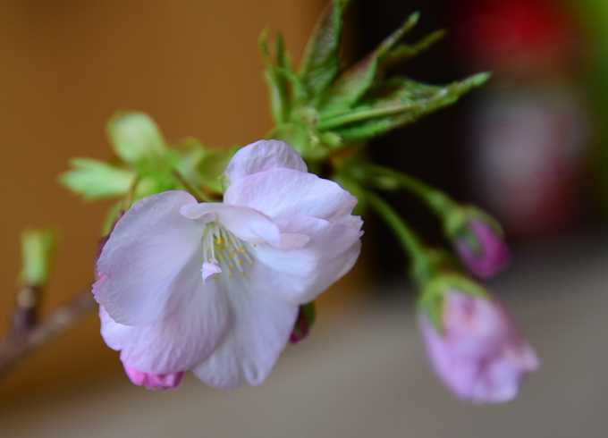 旭山桜