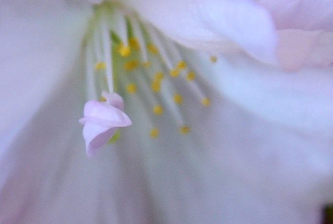 旭山桜