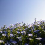 【今が旬!】ネモフィラとかポピーとか撮ってきました