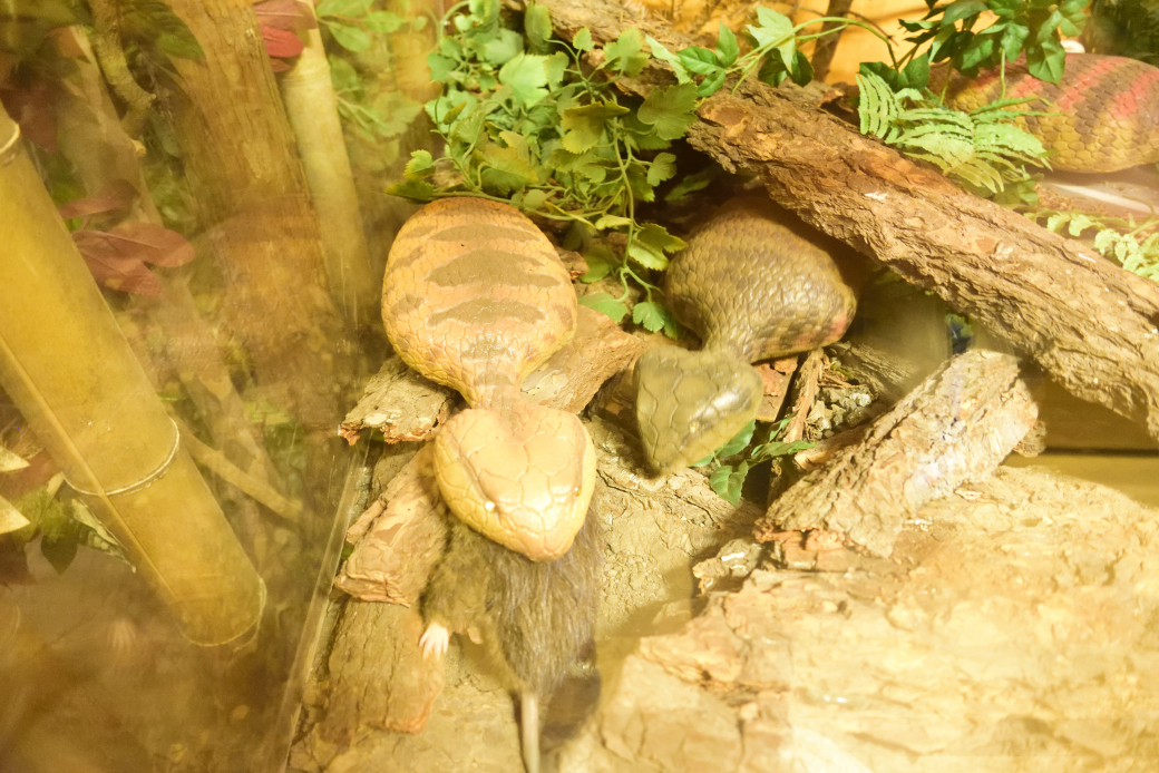 つちのこ館