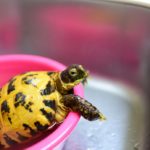 【リクガメ】久々の温浴