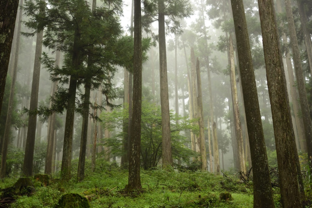【登山部】ガスガスの鍋割山に登ってきました^^