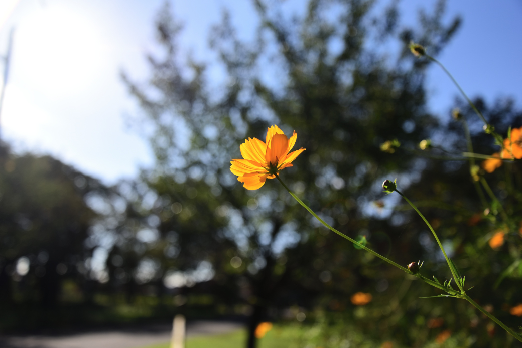 都立小金井公園