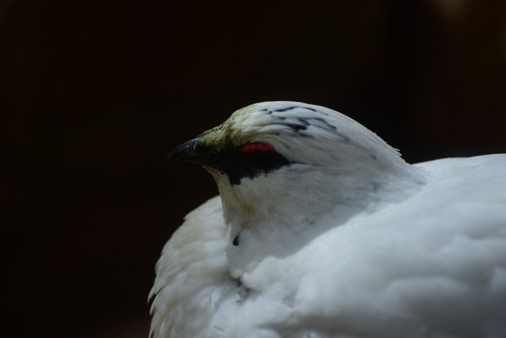 上野動物園に行って雷鳥を見てきました!