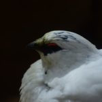 上野動物園に行って雷鳥を見てきました!
