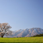【観光】小岩井農場の一本桜を撮影!