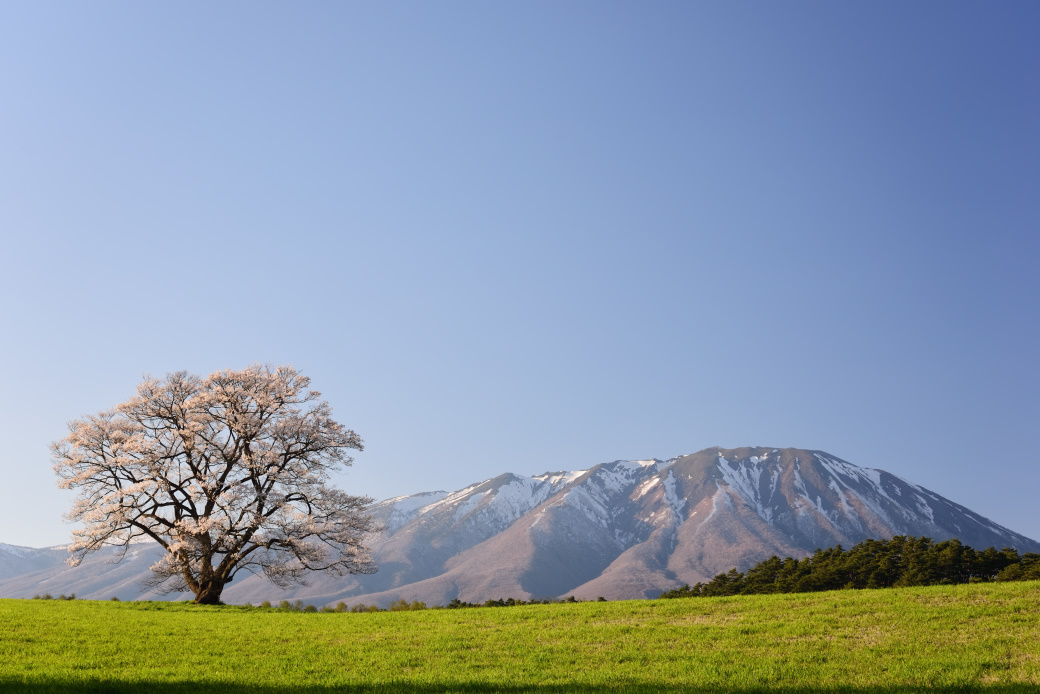 小岩井牧場の一本桜