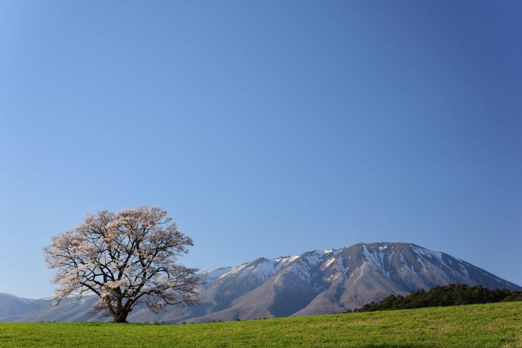 小岩井農場の一本桜