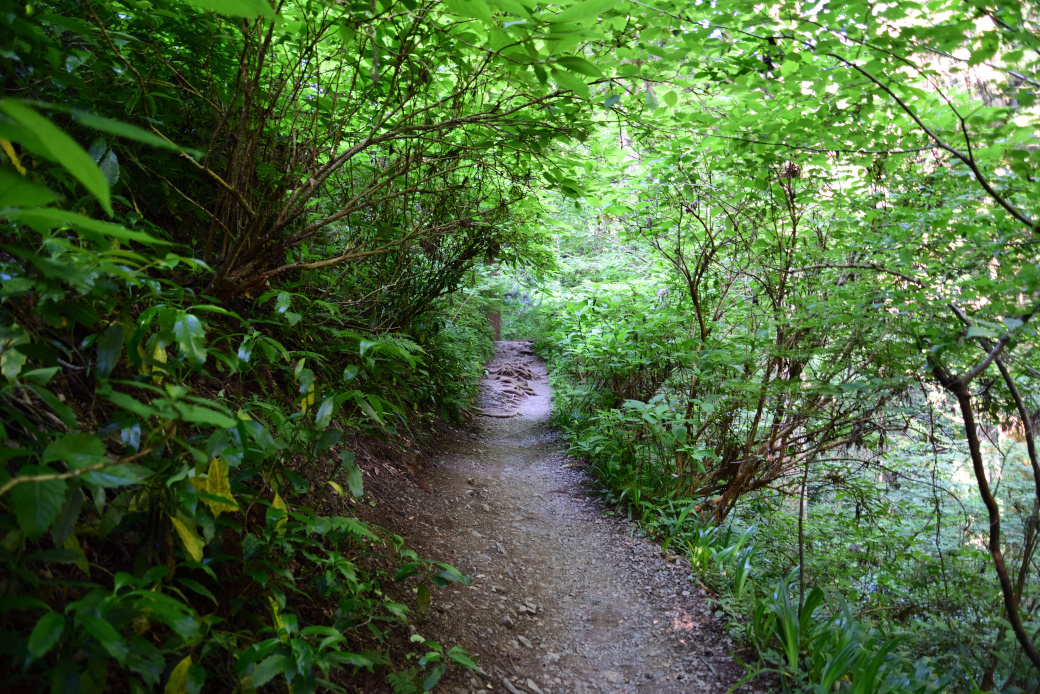 高尾山6号路