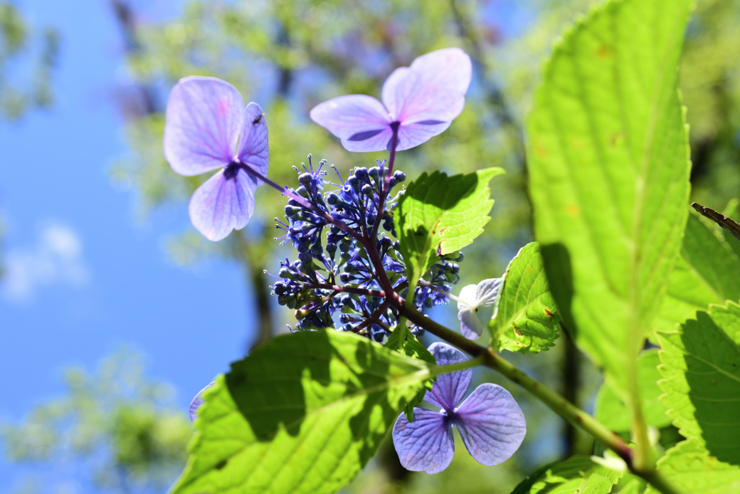 紫陽花