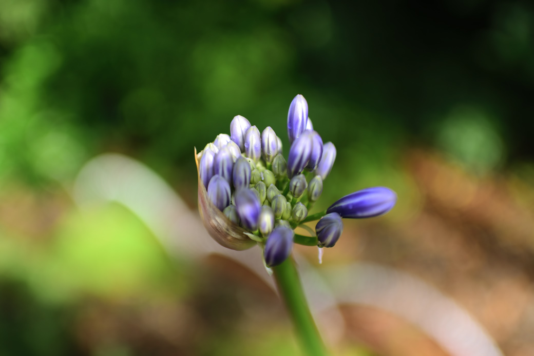 お花