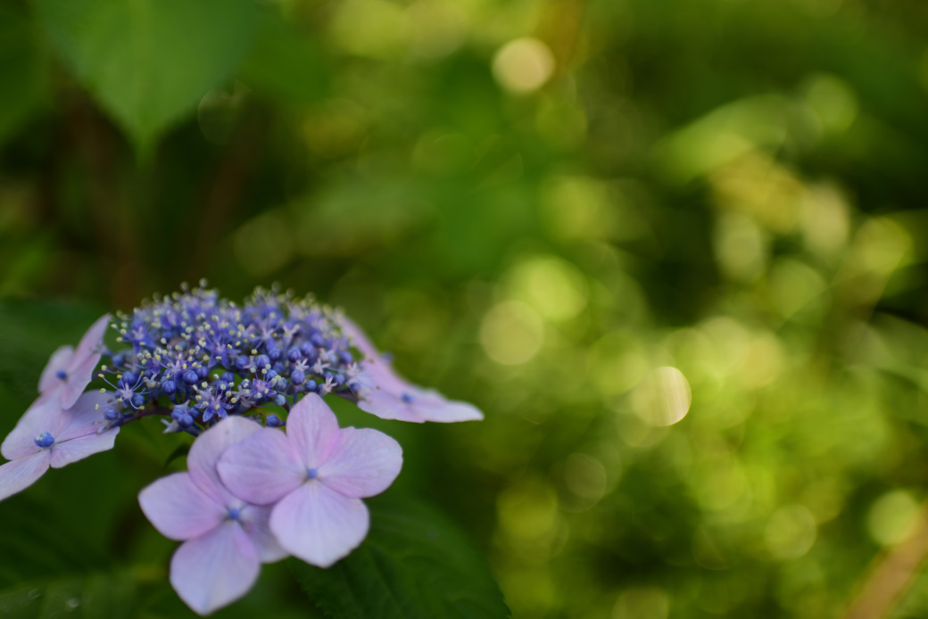 紫陽花