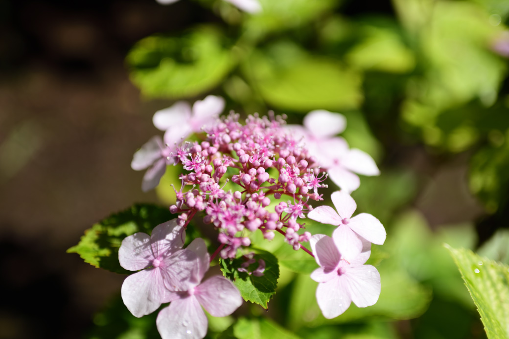 紫陽花