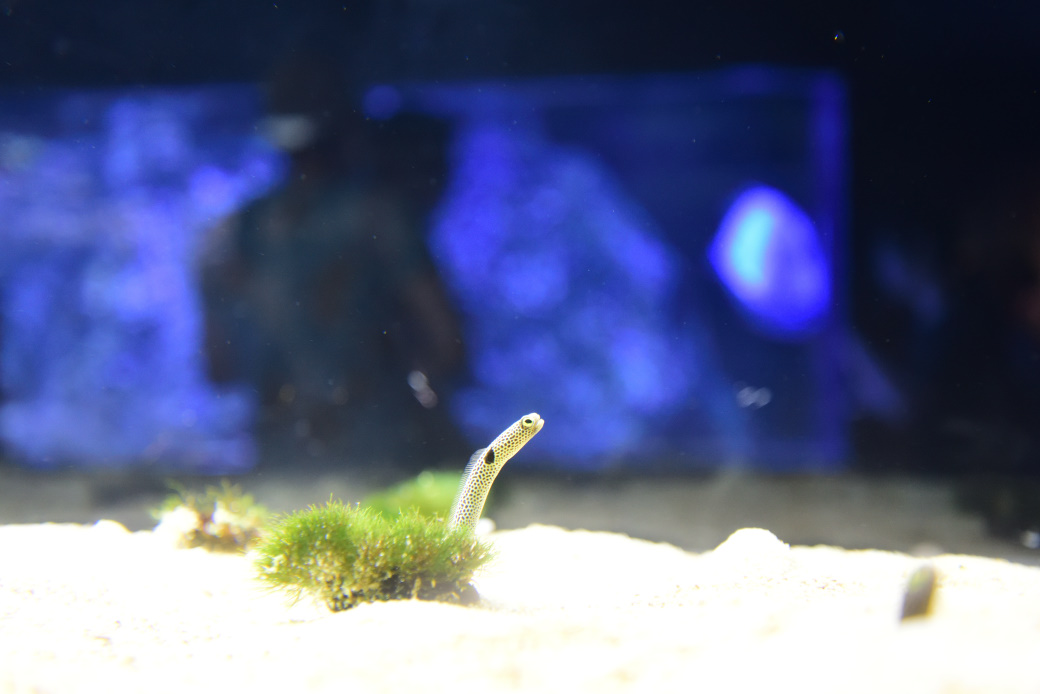 すみだ水族館