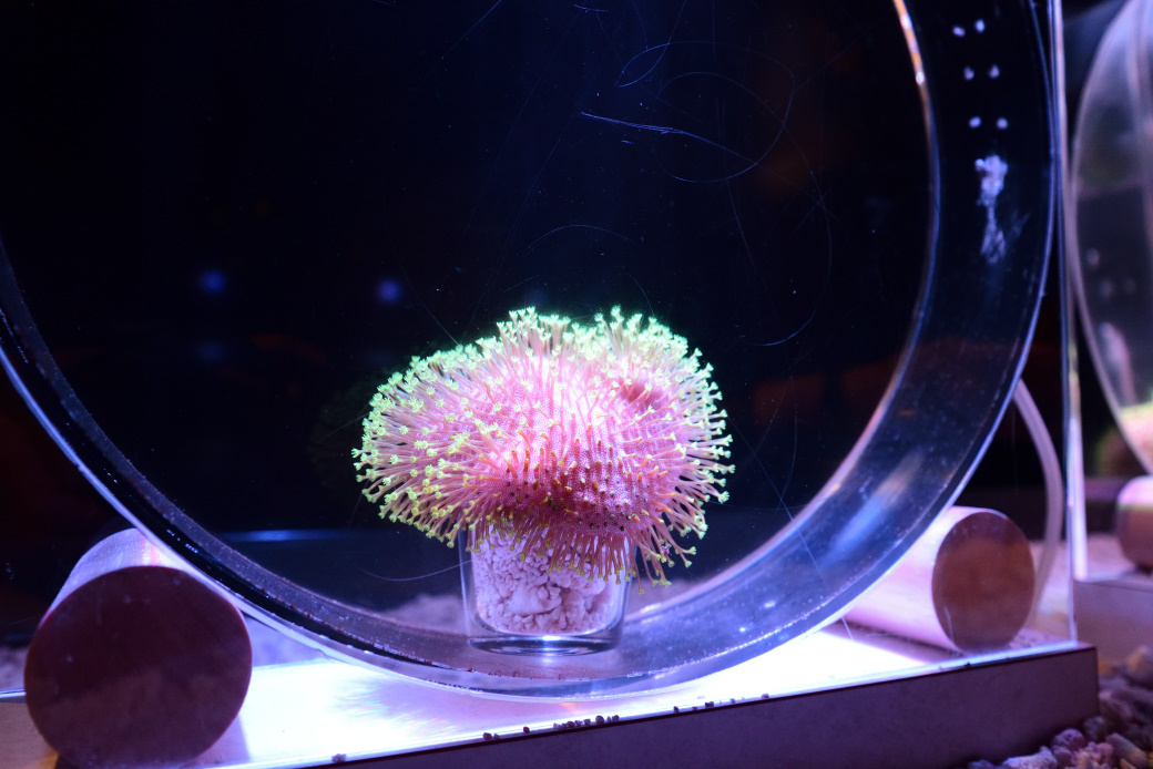 すみだ水族館