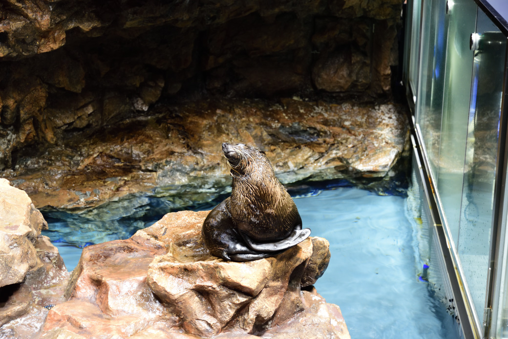 すみだ水族館