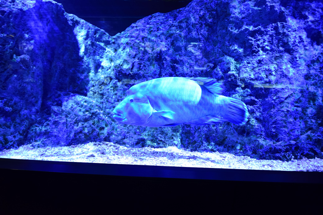 すみだ水族館