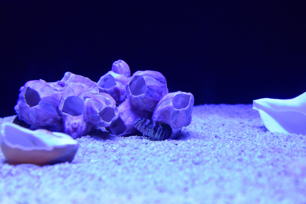 すみだ水族館