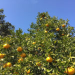 リクガメが夏みかんを食べました