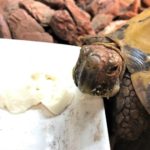 ロシアリクガメが絹ごし豆腐を食べました。が、注意が必要です。