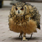 【観光】富士花鳥園に行ってきました(3回目)