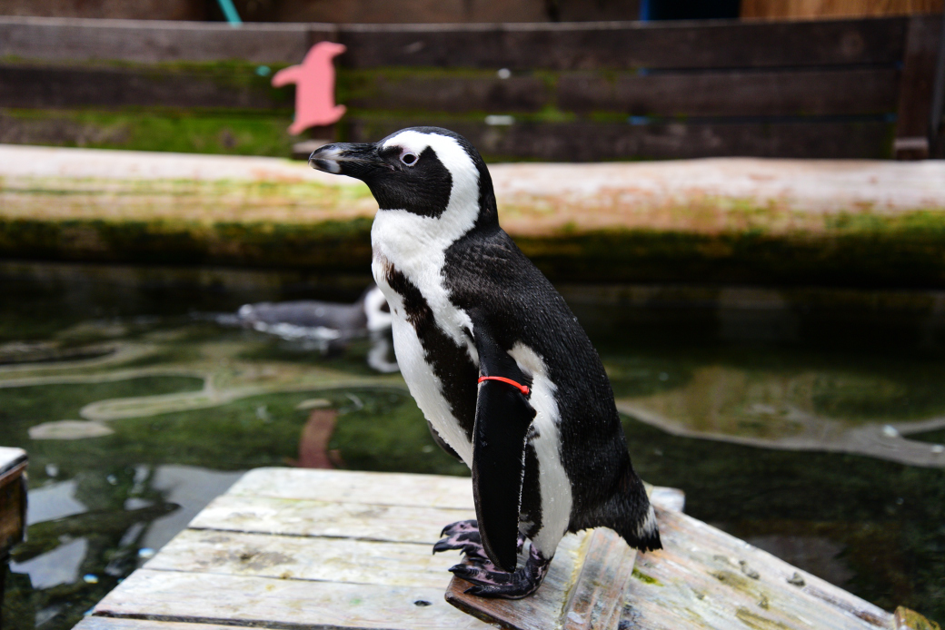 ペンギン