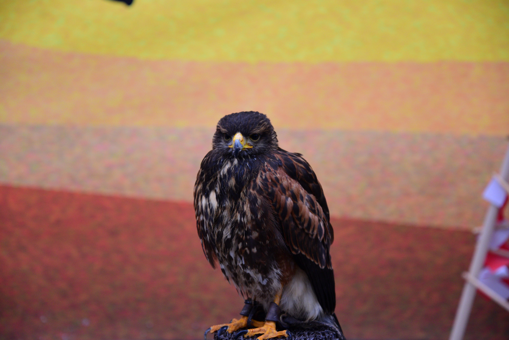 富士花鳥園