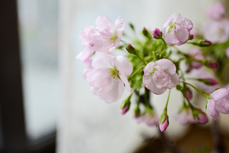 旭山桜